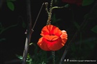 dailyPhoto7